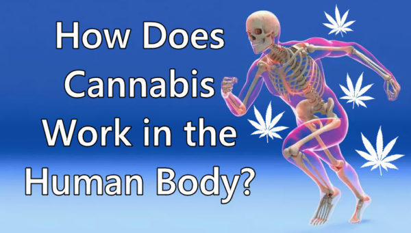 How Does Cannabis Work in the Human Body?